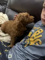 Summer , a female Miniature Goldendoodle for sale in Dyersville, IA – 2 of 6