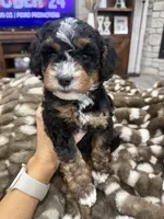 Holly-mini tri , a female Miniature Bernedoodle for sale in Dyersville, IA – 1 of 8