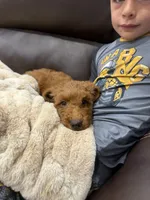 Summer , a female Miniature Goldendoodle for sale in Dyersville, IA – 5 of 6