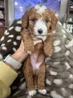 Bambi-mini , a female Miniature Goldendoodle for sale in Dyersville, IA – 4 of 8