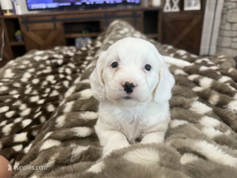 Buster-mini  – Miniature Goldendoodle puppy for sale in Dyersville, IA
