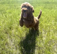 Dash- Mini , a male Miniature Goldendoodle for sale in Dyersville, IA – 8 of 8