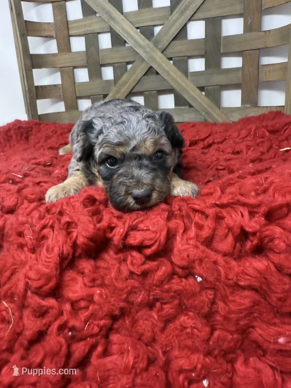 Merle Mini  – Miniature Bernedoodle puppy for sale in Dyersville, IA