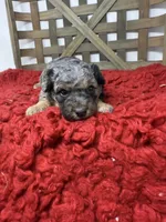 Merle Mini , a female Miniature Bernedoodle for sale in Dyersville, IA – 1 of 8