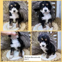 Tri girl medium , a female Bernedoodle for sale in Dyersville, IA – 2 of 6