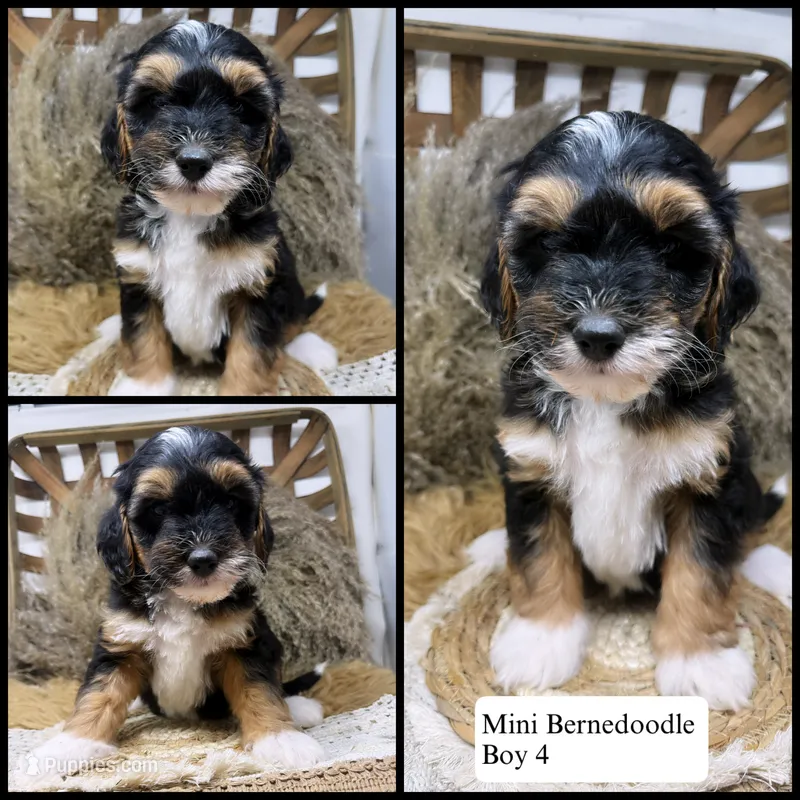 Tri mini  – Miniature Bernedoodle puppy for sale in Dyersville, IA