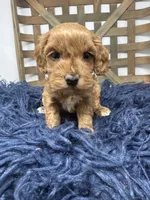 Mini , a female Miniature Goldendoodle for sale in Dyersville, IA – 2 of 7