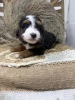 Mini Tri , a male Miniature Bernedoodle for sale in Dyersville, IA – 4 of 7