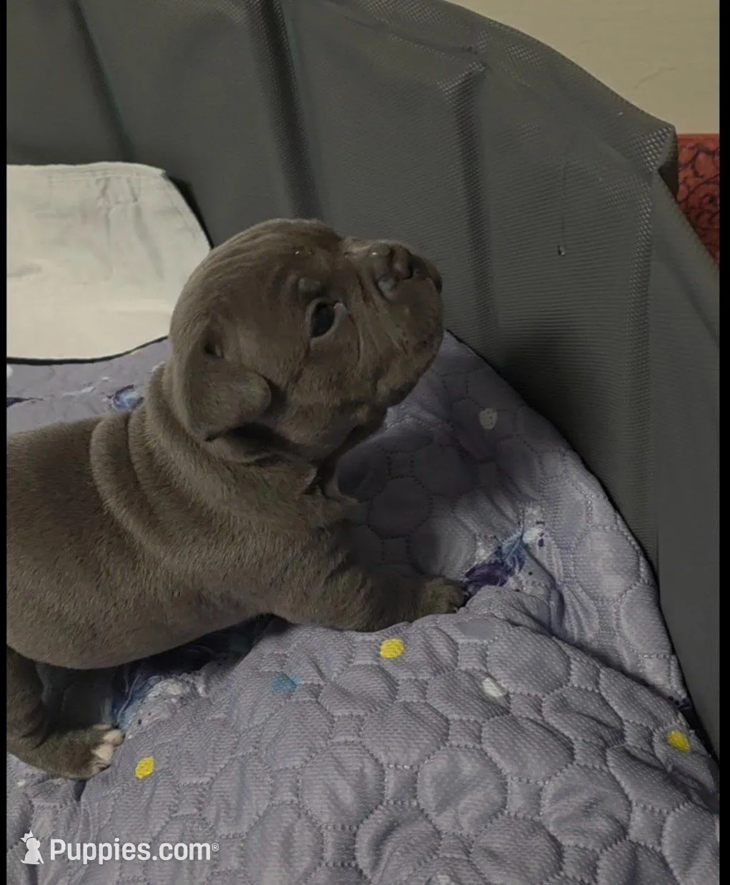 Jetta, a female American Bully for sale in Frederick, MD – Photo 3 of 4