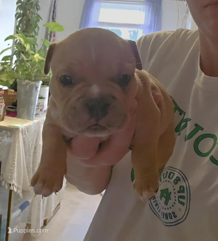 Porsche  – American Bully puppy for sale in Frederick, MD