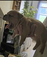 Porsche , a female American Bully for sale in Frederick, MD – Photo 3 of 3