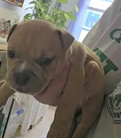 Porsche , a female American Bully for sale in Frederick, MD – Photo 2 of 3