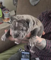 Lotus Elise, a female American Bully for sale in Frederick, MD – Photo 2 of 6