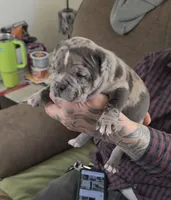 Lotus Elise, a female American Bully for sale in Frederick, MD – Photo 3 of 6