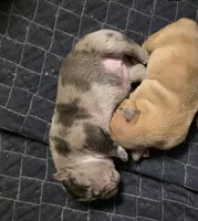 Lotus Elise, a female American Bully for sale in Frederick, MD – Photo 6 of 6