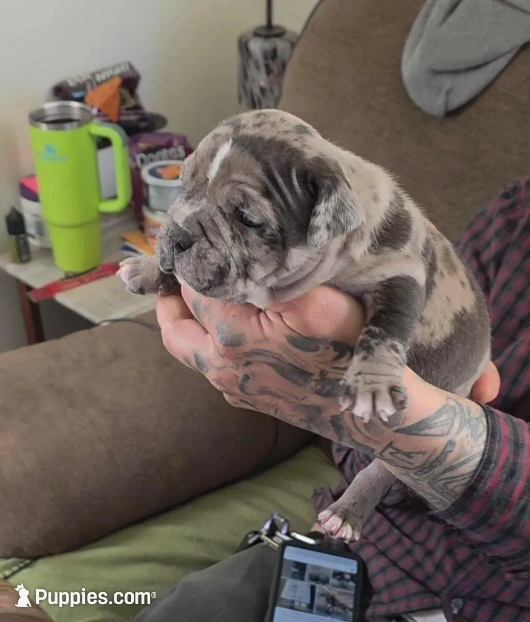 Lotus Elise – American Bully puppy for sale in Frederick, MD