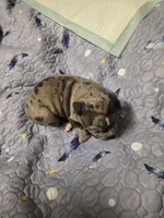 Lotus Elise, a female American Bully for sale in Frederick, MD – Photo 5 of 6