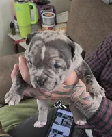 Lotus Elise, a female American Bully for sale in Frederick, MD – Photo 4 of 6