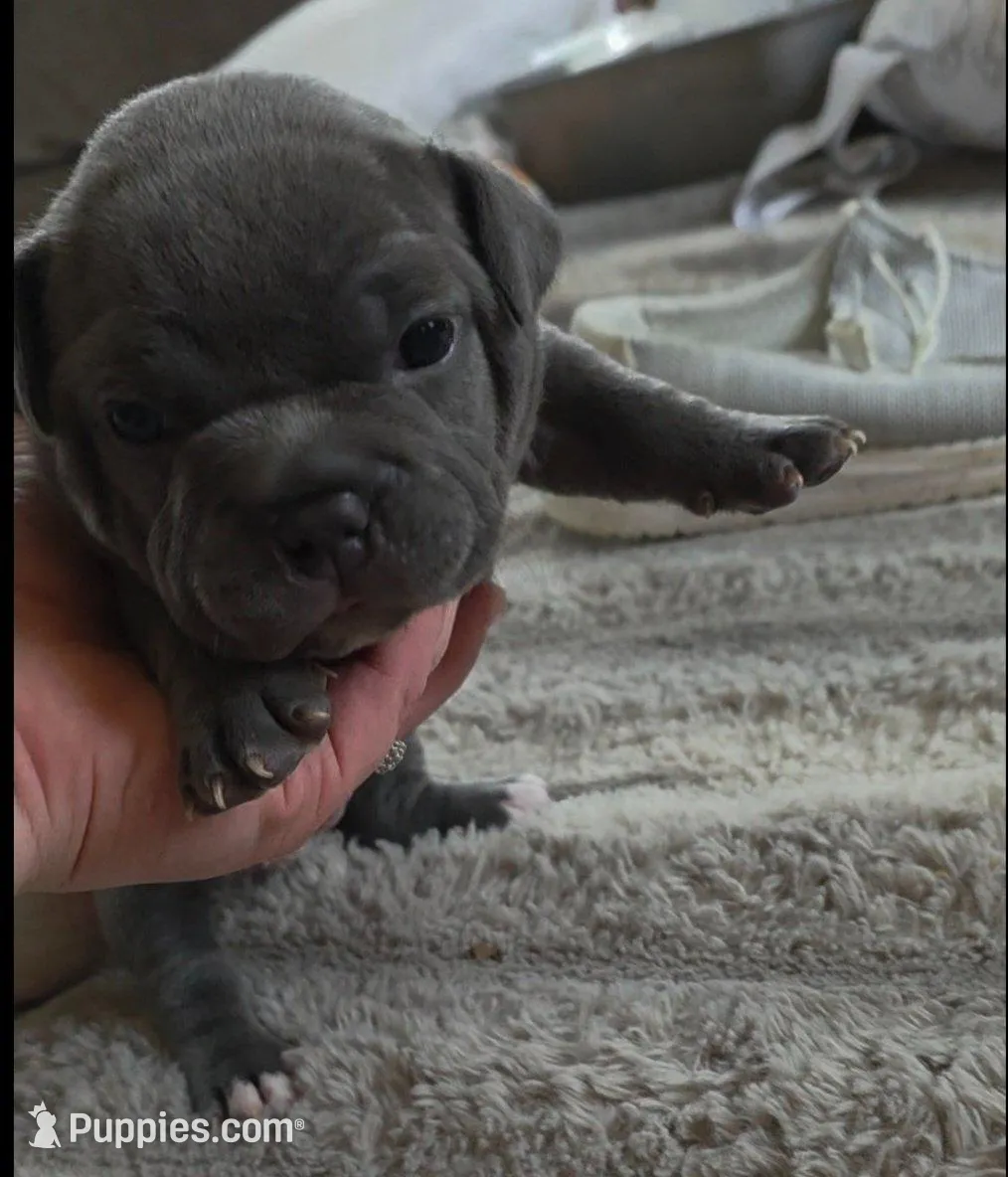 Jetta, a female American Bully for sale in Frederick, MD – Photo 2 of 4