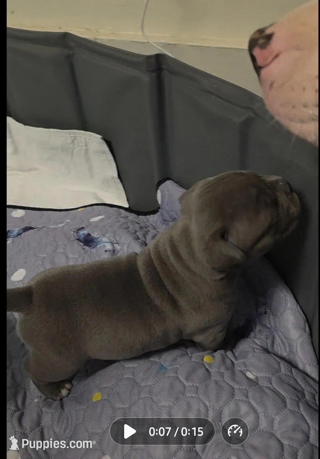 Jetta – American Bully puppy for sale in Frederick, MD
