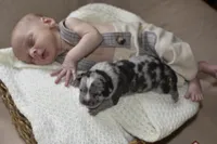 Eclipse , a female American Bully for sale in Frederick, MD – Photo 8 of 8