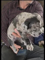 Eclipse , a female American Bully for sale in Frederick, MD – Photo 3 of 8