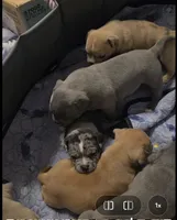 Eclipse , a female American Bully for sale in Frederick, MD – Photo 2 of 8