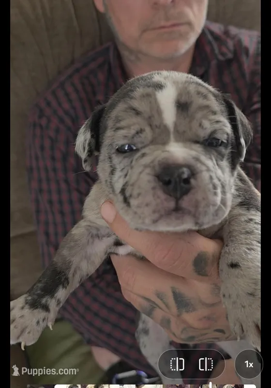 Eclipse  – American Bully puppy for sale in Frederick, MD