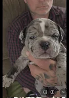 Eclipse , a female American Bully for sale in Frederick, MD – Photo 1 of 8