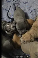 Eclipse , a female American Bully for sale in Frederick, MD – Photo 5 of 8