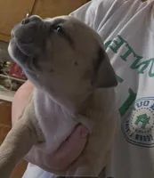 Sienna, a female American Bully for sale in Frederick, MD – Photo 3 of 4