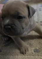 Sienna, a female American Bully for sale in Frederick, MD – Photo 2 of 4