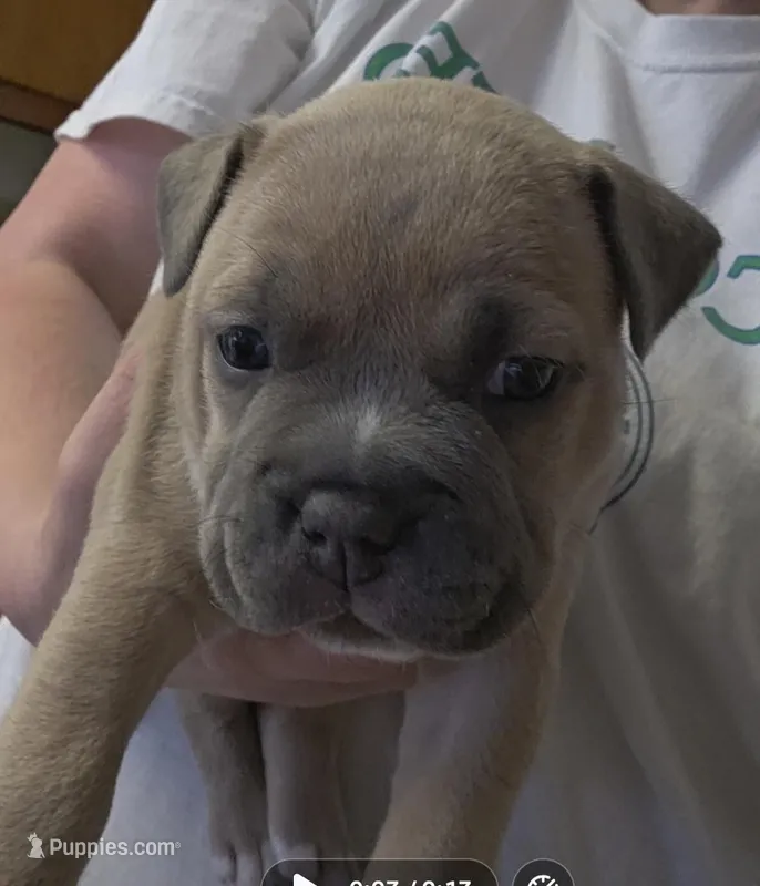 Sienna – American Bully puppy for sale in Frederick, MD