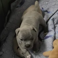 Shelby , a female American Bully for sale in Frederick, MD – Photo 2 of 2