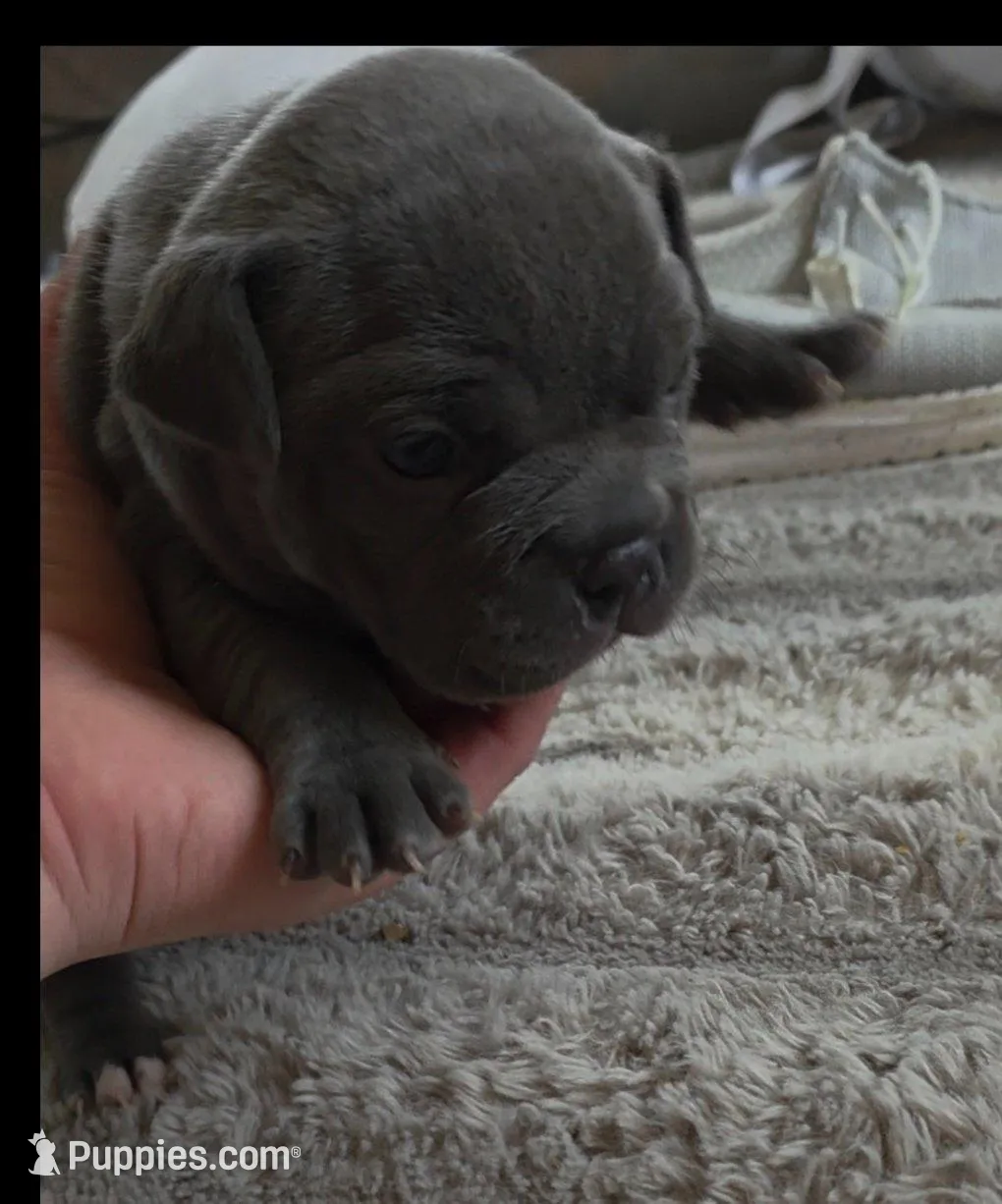 Jetta, a female American Bully for sale in Frederick, MD – Photo 4 of 4