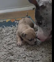 Stella, a female American Bully for sale in Frederick, MD – Photo 5 of 7