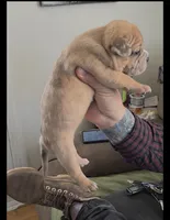 Stella, a female American Bully for sale in Frederick, MD – Photo 2 of 7