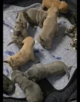 Stella, a female American Bully for sale in Frederick, MD – Photo 4 of 7