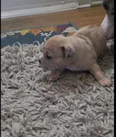 Stella, a female American Bully for sale in Frederick, MD – Photo 3 of 7