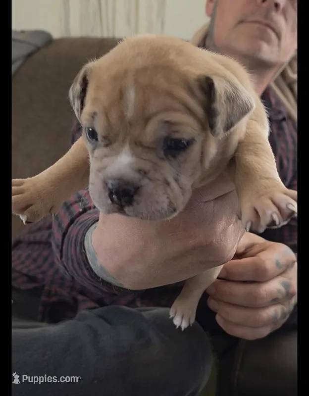 Stella – American Bully puppy for sale in Frederick, MD