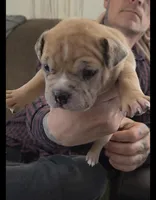 Stella, a female American Bully for sale in Frederick, MD – Photo 1 of 7