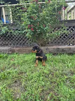 The Rock, a male Rottweiler for sale in Joplin, MO – 2 of 2