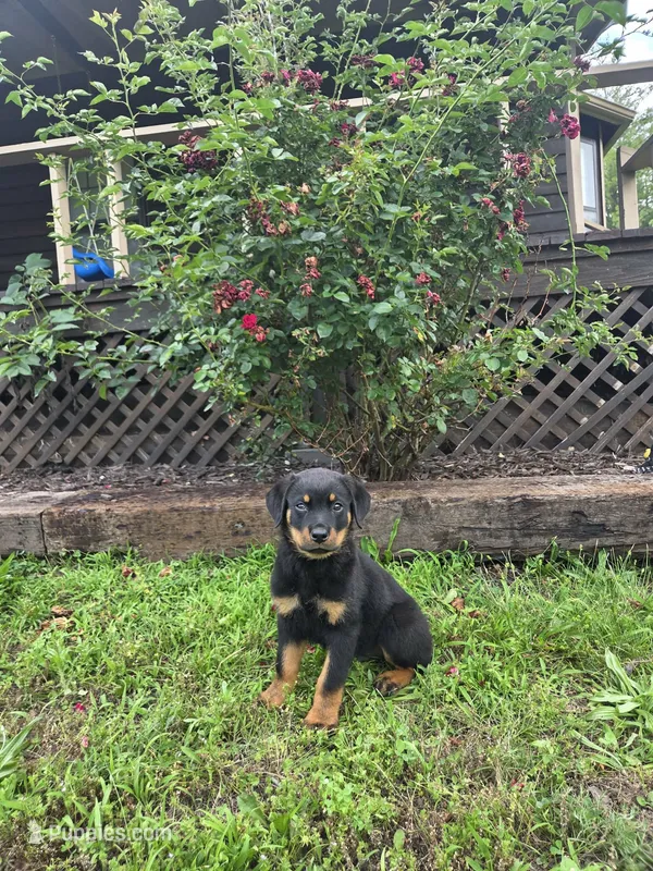 Diesel  – Rottweiler puppy for sale in Joplin, MO