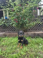 Diesel , a male Rottweiler for sale in Joplin, MO – 1 of 2