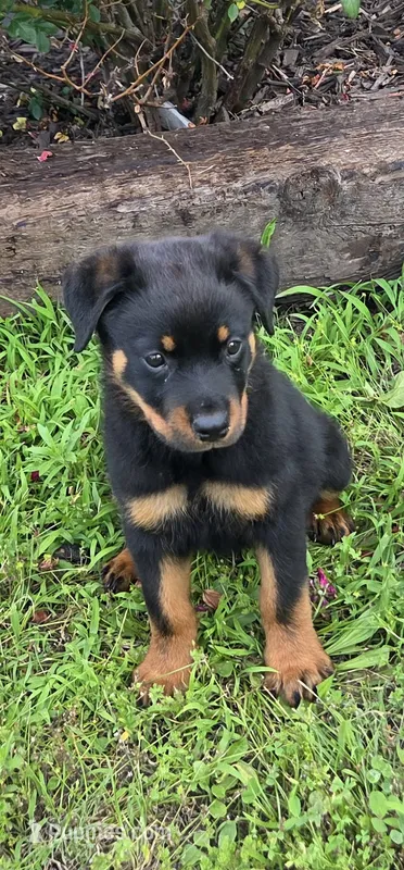 Reese – Rottweiler puppy for sale in Joplin, MO