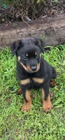 Reese, a male Rottweiler for sale in Joplin, MO – 1 of 3