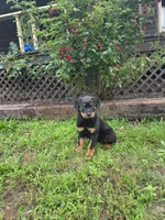 Diesel , a male Rottweiler for sale in Joplin, MO – 2 of 2