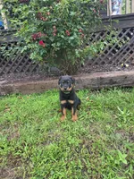 Reese, a male Rottweiler for sale in Joplin, MO – 2 of 3