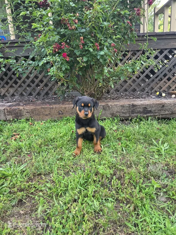 The Rock – Rottweiler puppy for sale in Joplin, MO