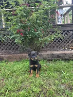 Reese, a male Rottweiler for sale in Joplin, MO – 3 of 3